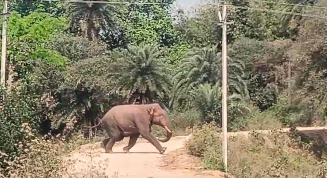 East Singhbhum News : गुड़ाबांदा में सुबह में शौच को निकले ग्रामीण को हाथी ने कुचलकर मार डाला, चार घंटे घायल अवस्था में पड़ा रहा, एंबुलेंस नहीं मिली