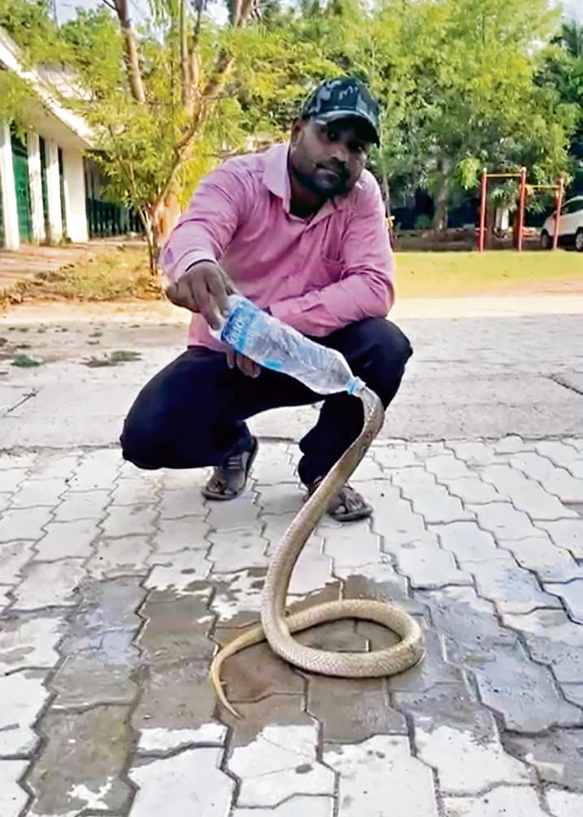 seraikela kharsawan news: सरायकेला के एनआर स्कूल में निकला 5 फीट का कोबरा