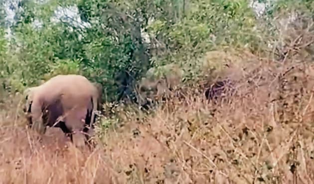 नवादा : हाथियों के झुंड को खदेड़ने में जुटे वनकर्मी