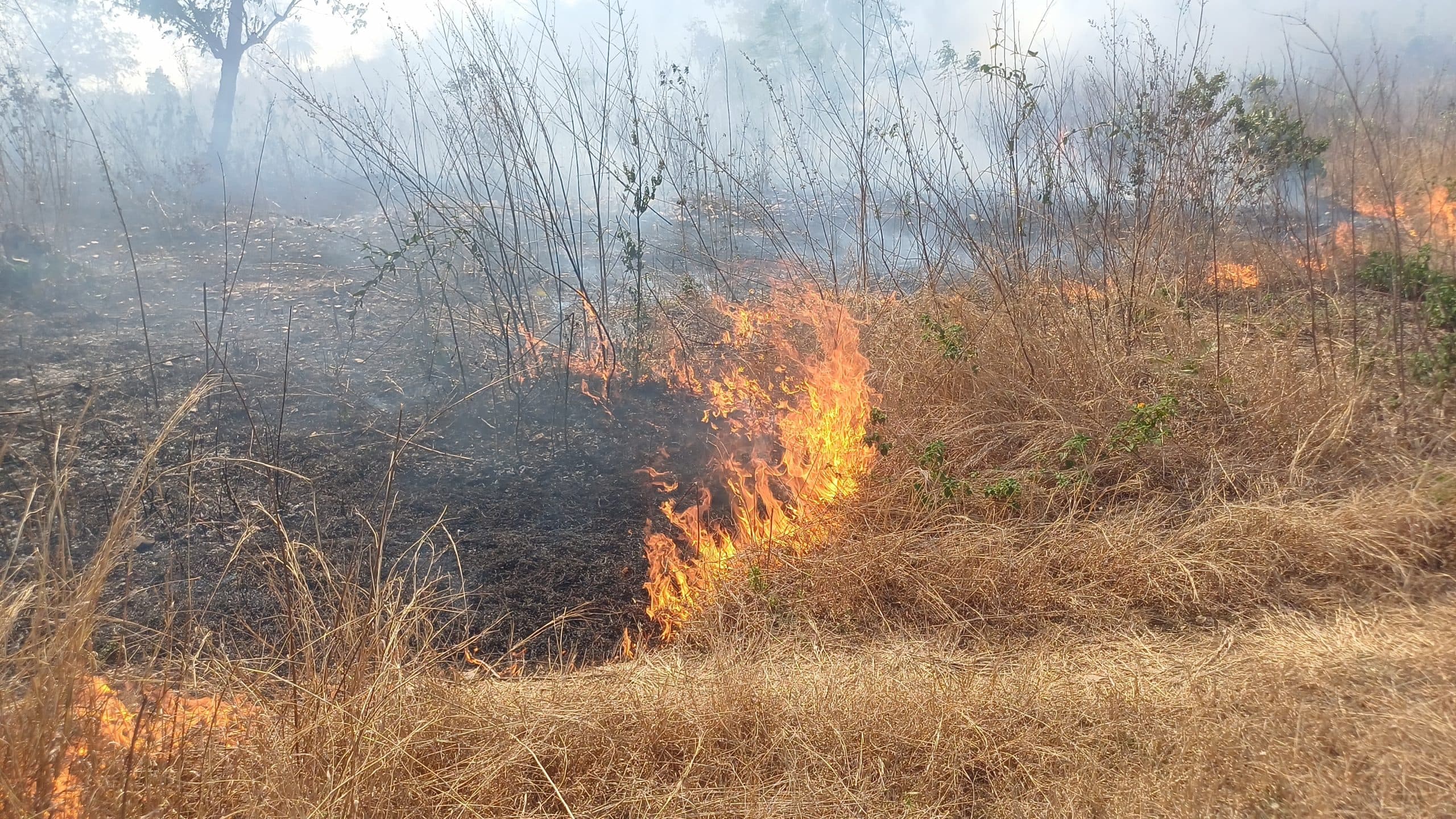 जंगली क्षेत्र में लगी आग, झुलस रहे पेड़-पौधे