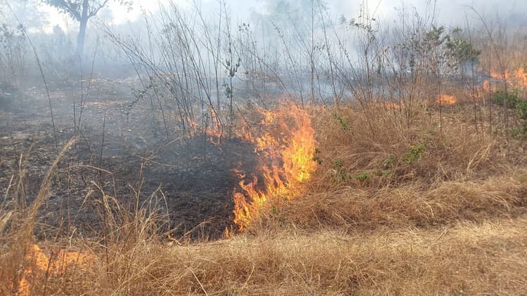 जंगली क्षेत्र में लगी आग, झुलस रहे पेड़-पौधे