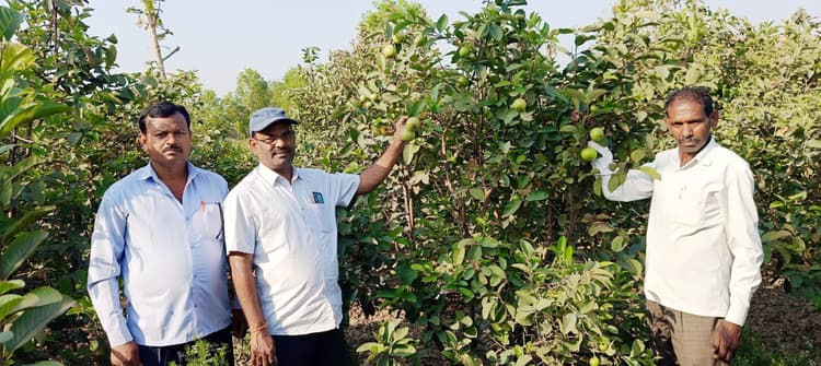 Aurangabad News : अमरूद की खेती कर किसानी का नजीर पेश कर रहा युवा किसान