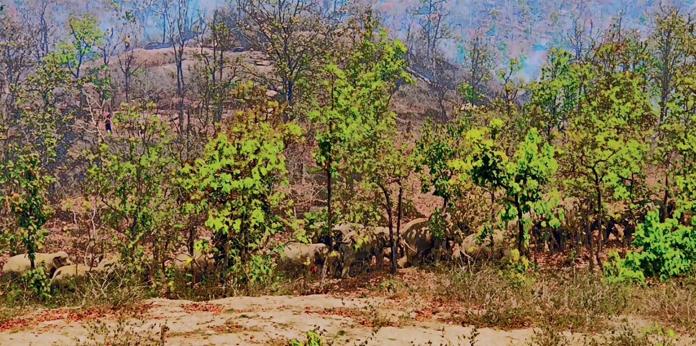 नवादा : रजौली में भ्रमण कर रहा 30 हाथियों का झुंड