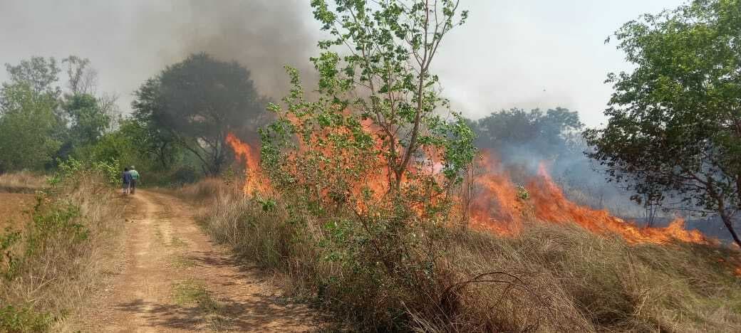 East Singhbhum News : दारीसाई अनुसंधान केंद्र में लगी आग, सैकड़ों पेड़-पौधे जलकर खाक