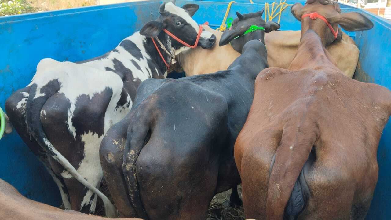 Giridih News: 35 मवेशी लदे पांच पिकअप वैन जब्त, पुलिस ने जांच के बाद छोड़ा