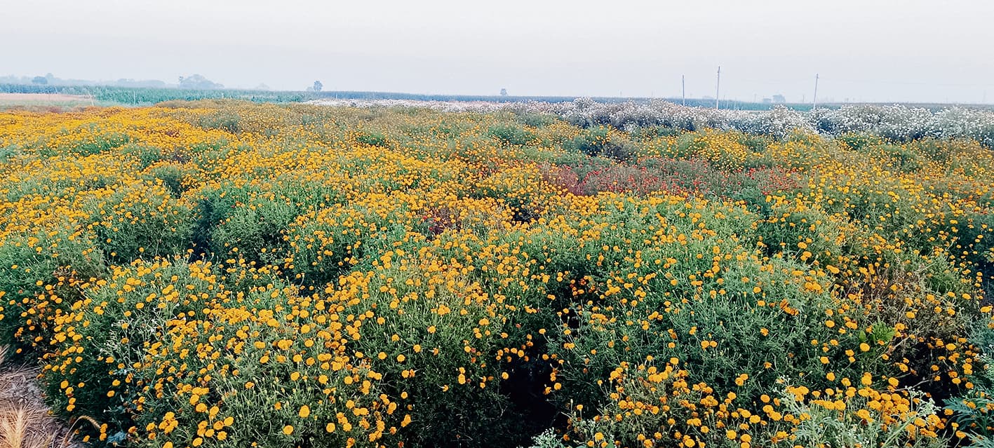 Chhapra News : फूलों की खेती ने दिघवारा को दी है एक अलग पहचान, समृद्ध हो रहे हैं किसान