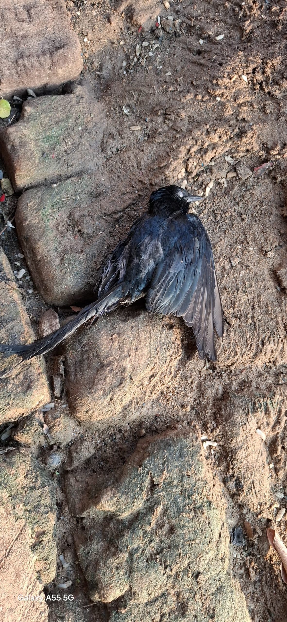 गिद्धौर में पक्षियों की मौत से सहमे लोग