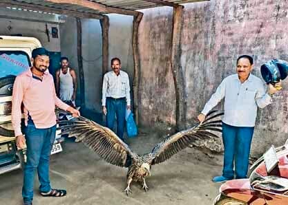 Bokaro News : बलथरवा में मिला बीमार गिद्ध
