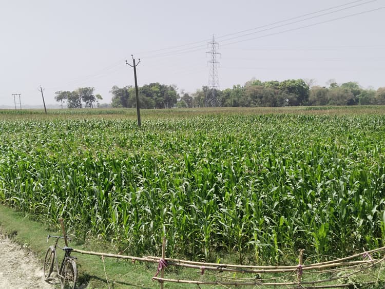 मकई खेत बन रहा है हत्या के बाद शव छुपाने की सुरक्षित जगह