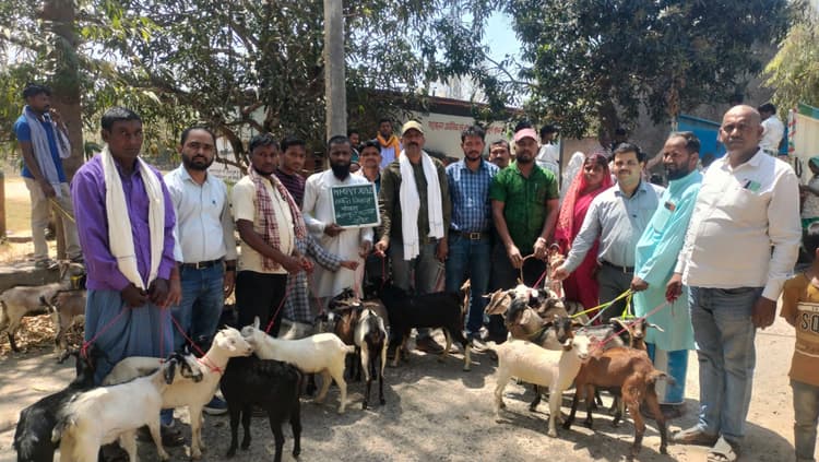बकरा-बकरी पालन कर पशुपालक बढ़ायें अपनी आमदनी : प्रखंड प्रमुख