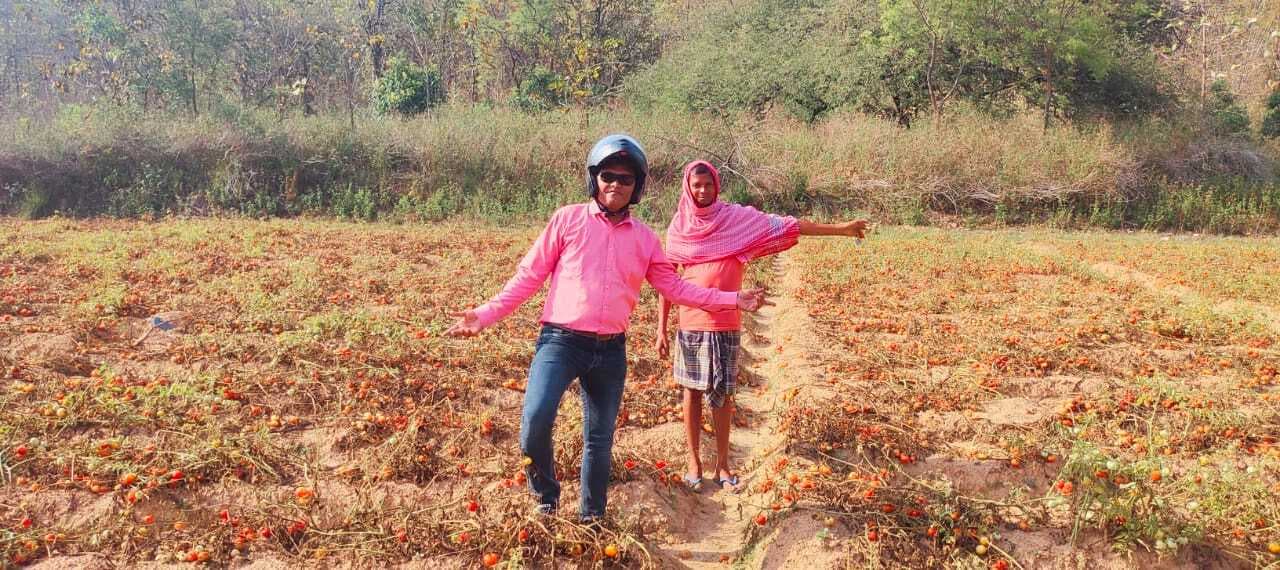 East Singbhum News : गिरे टमाटर के दाम, खेतों में सड़ने के लिए छोड़ रहे किसान