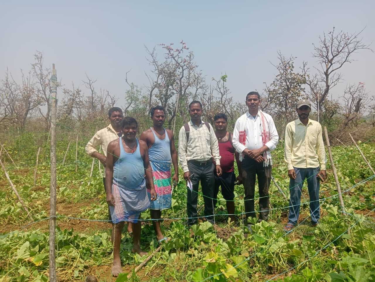 हाथियों ने सब्जी की फसल को खाकर और रौंदकर किया बर्बाद