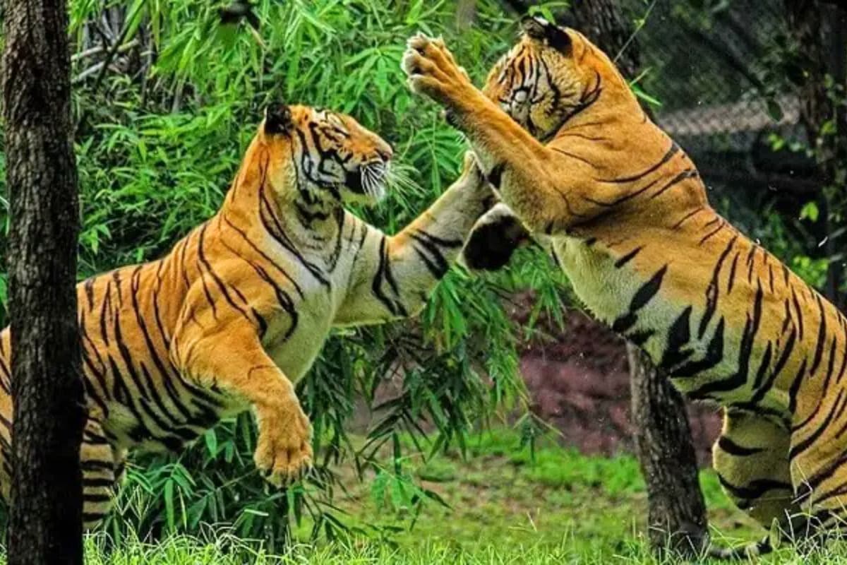 बिहार को मिलेगा दूसरा टाइगर रिजर्व, राज्य के इस जिले में अब बसेंगे बाघ, मई से शुरू होगा रेस्क्यू मिशन!