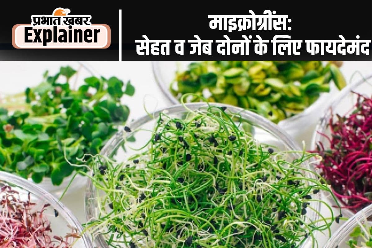 Microgreens: अंकुरित अनाज से ज्यादा पौष्टिक हैं माइक्रोग्रींस