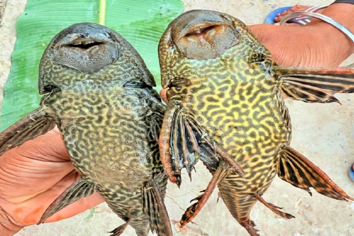 बिहार में मिली चार आंखों वाली रहस्यमयी मछली, एरोप्लेन जैसे पंख देखकर सभी रह गए दंग