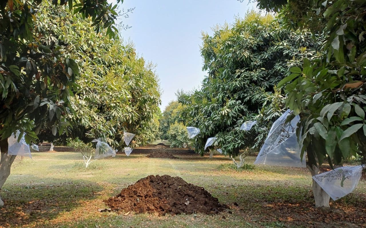 Bihar Litchi : बिहार में 50 फीसदी तक कम हुआ लीची का पैदावार, जा सकता सबसे बड़े उत्पादक राज्य का दर्जा