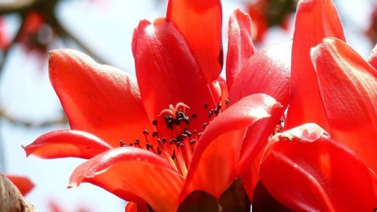 Holi 2025 : होली पर नये रूप में अवतरित होती है प्रकृति, आज भी लुभाते हैं टेसू फूल के रंग