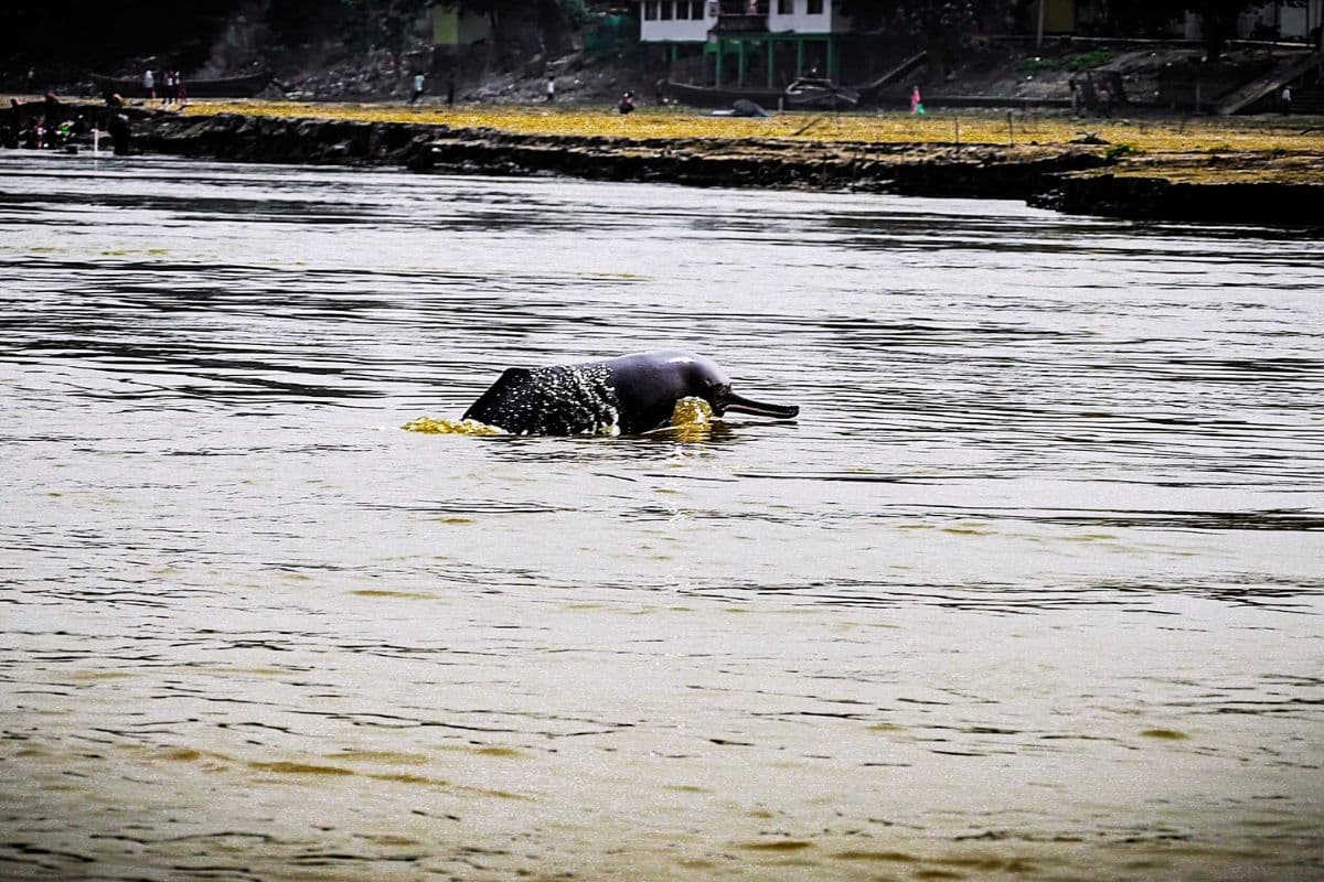 Project Dolphin: साहिबगंज में गंगा में हैं 162 डॉल्फिन, देश में 5वें स्थान पर झारखंड