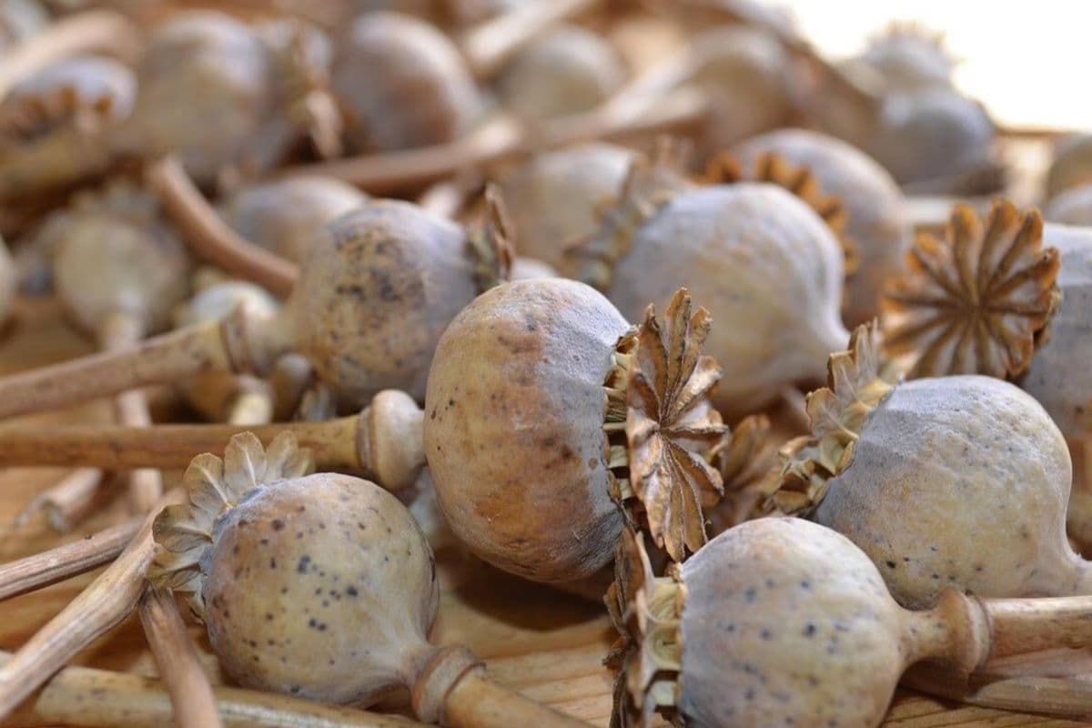 बिहार में 5 करोड़ रुपये की अफीम बरामद, पंजाब तक सप्लाई करने की थी तैयारी