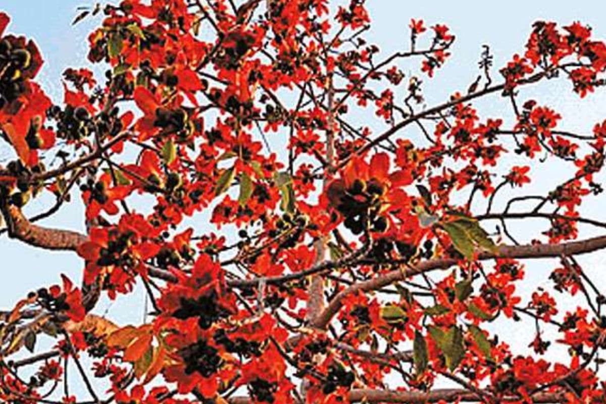 Fagua 2025: सोनो-रूपो के जुल्म से मुक्ति की याद में मनता है फगुआ, सरहुल और होली से पहले इस बार कब मनाएगा आदिवासी समुदाय?