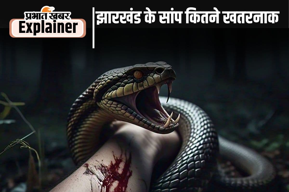 Most Poisonous Snake : झारखंड में पाए जाने वाले 30 सांप में से 6 खतरनाक, इनके काटने से होती है मौत