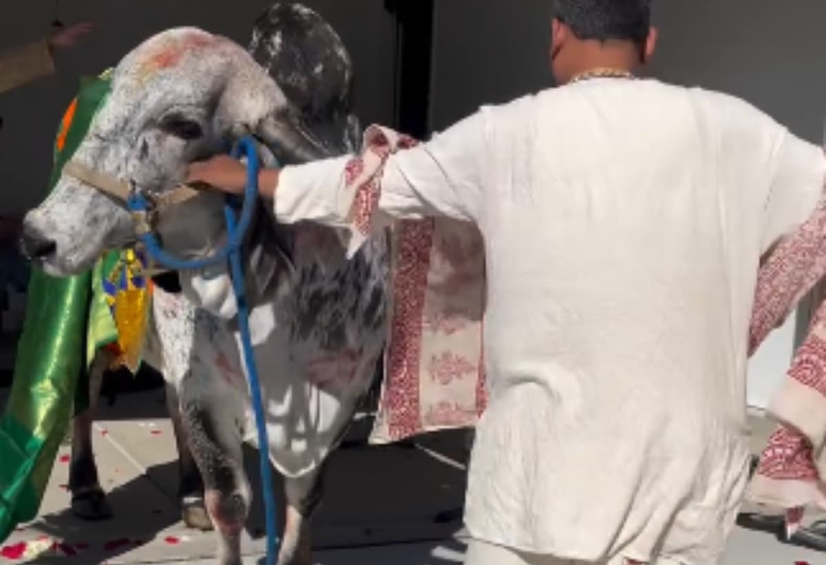 अमेरिका में दिखा गौ माता और भारतीय संस्कृति की अद्भुत झलक, Video देख हो जाएंगे खुश