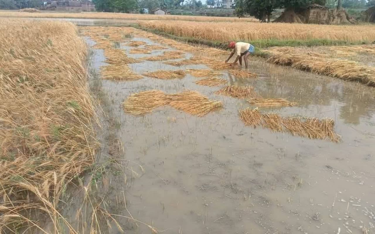 Bihar Weather: सीवान में अचानक बदला मौसम का मिजाज, किसान को सता रही गेहूं फसल की चिंता
