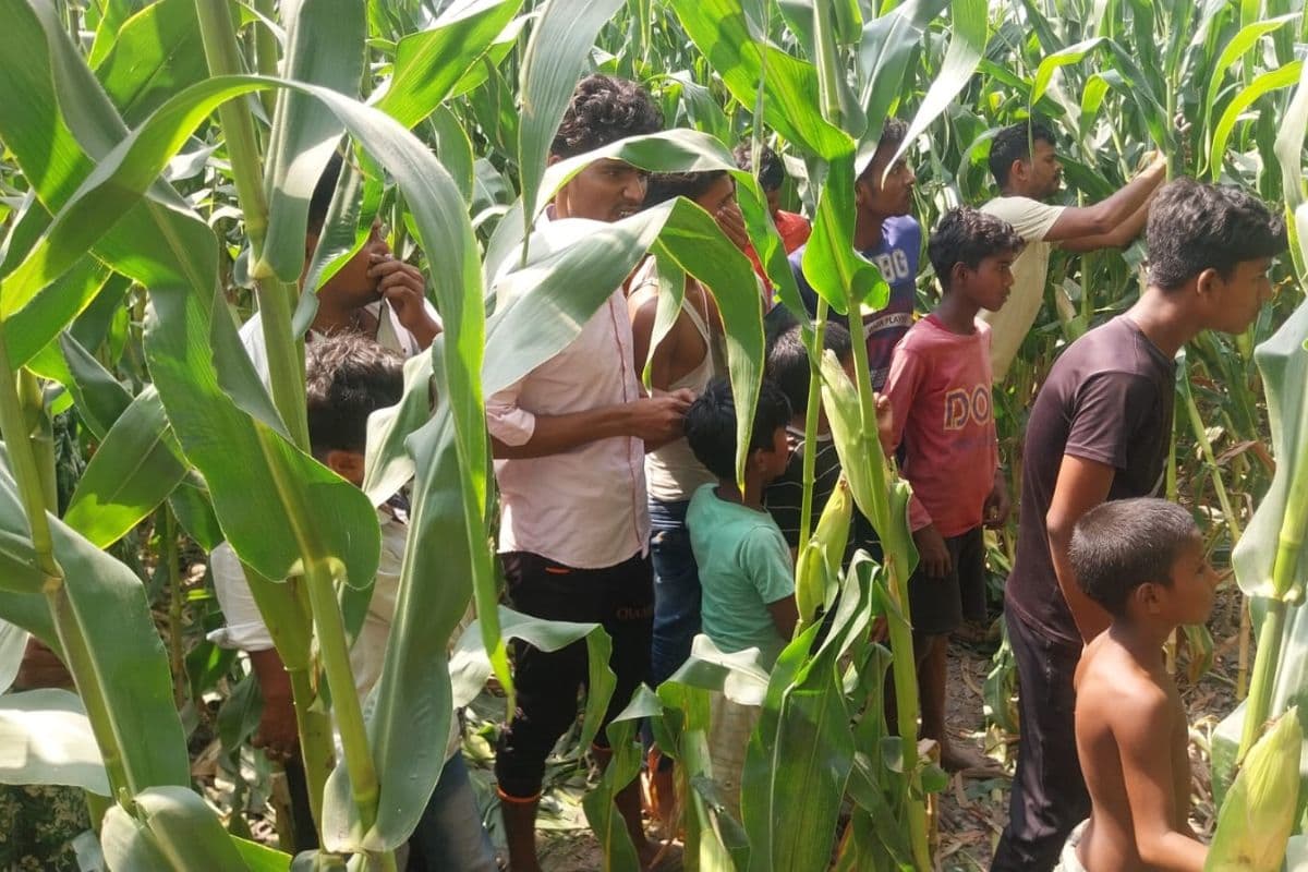 Bihar Murder: अररिया में पेड़ से लटका मिला युवक का शव, परिजनों ने जतायी हत्या की आशंका