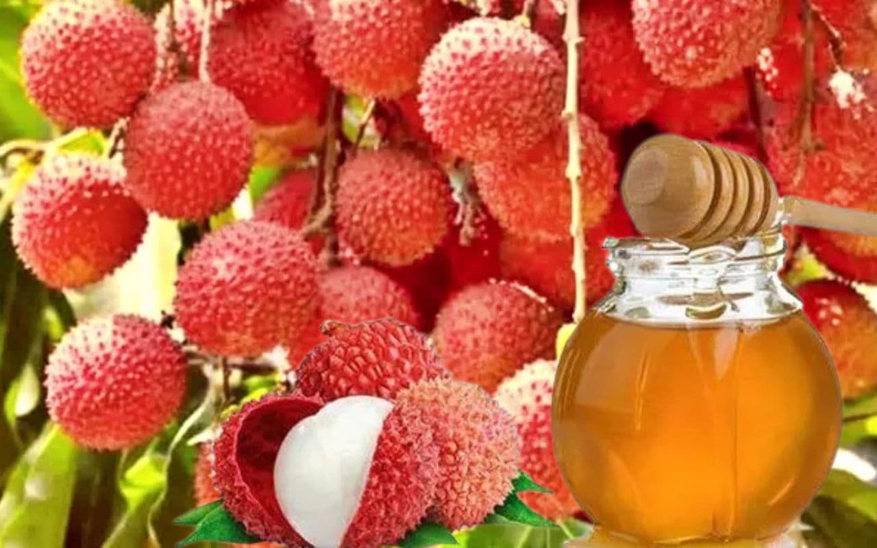 Exclusive: अब शाही लीची के शहद से भी मिलेगी मुजफ्फरपुर को पहचान, करीब 700 टन से अधिक शहद का होगा उत्पादन