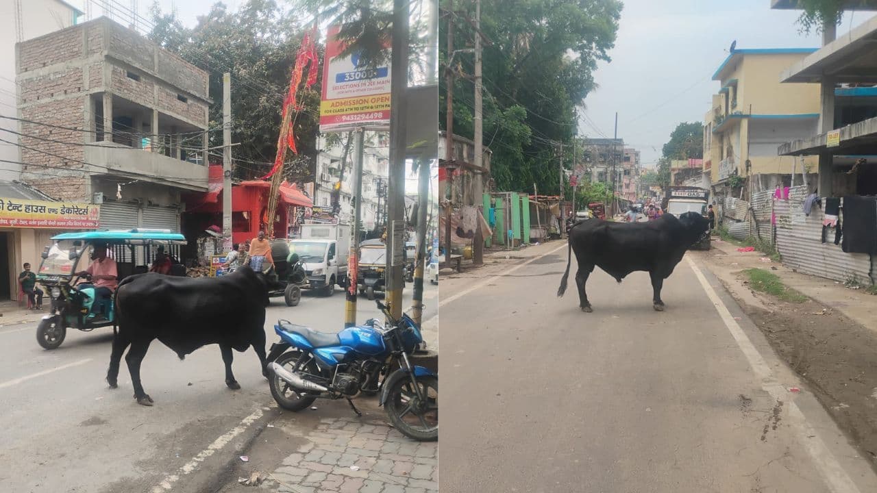 Bihar News: भागलपुर में सांड हुआ आक्रमक, लग्जरी वाहनों पर किया हमला