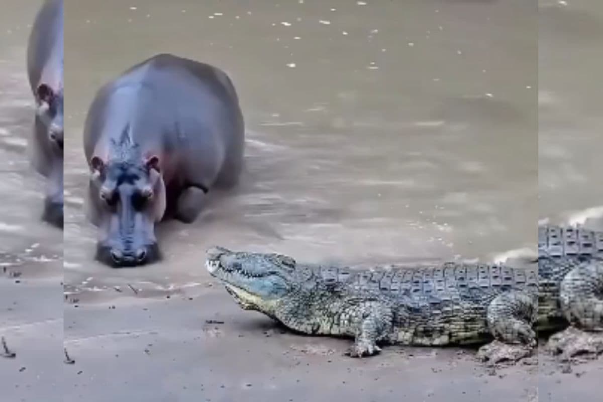 Viral Video: मगरमच्छ या दरियाई घोड़ा… किसके जबड़े में ज्यादा दम? देख लीजिए जंग का वीडियो