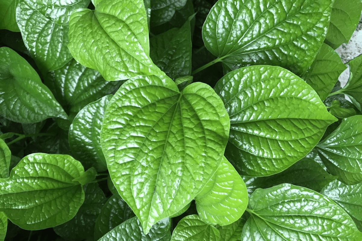 Betel Leaf Juice | Pan Sharbat