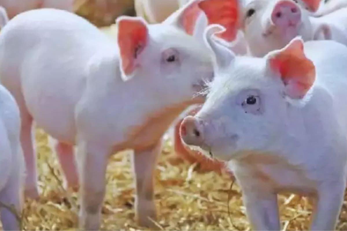 Bihar: बिहार में सूअर चोरी का अजीब मामला, मुजफ्फरपुर पुलिस 5 सूअरों को ढूंढने में जुटी