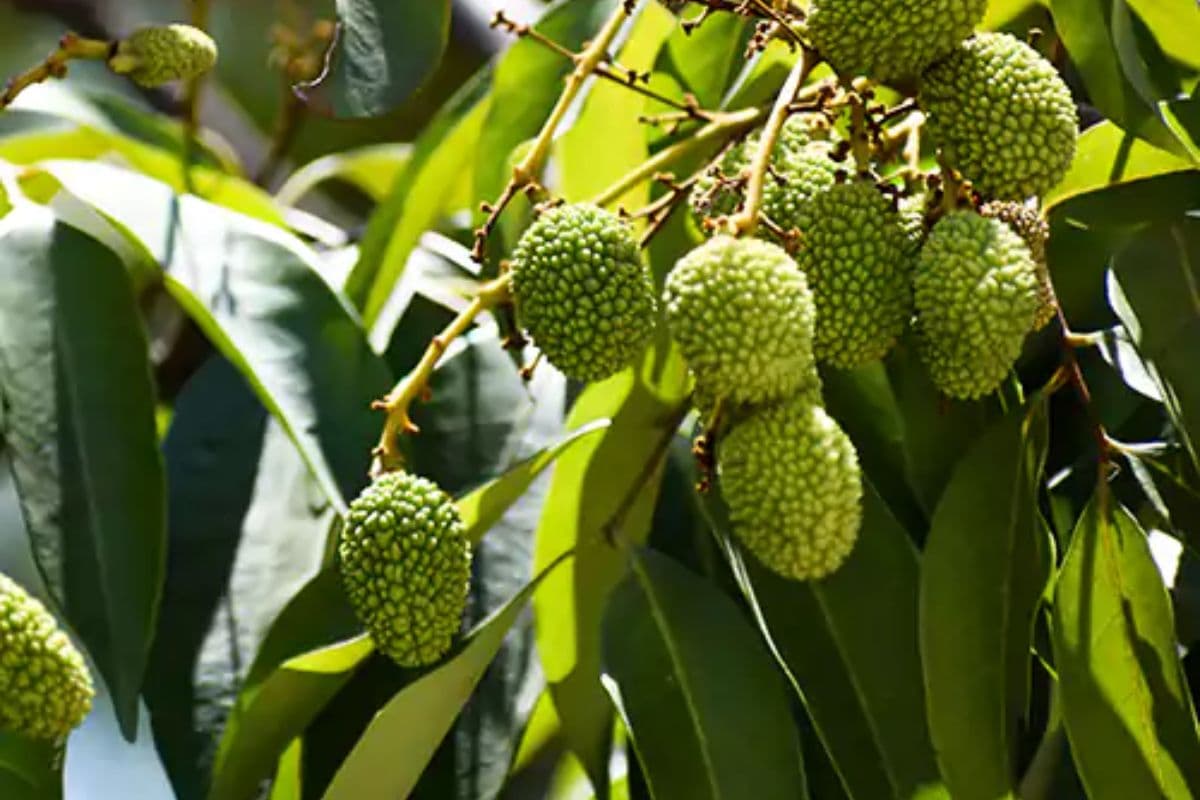 Bihar: मुजफ्फरपुर में शाही लीची की मिठास पर मौसम की मार, किसानों की फसल पर संकट गहराया