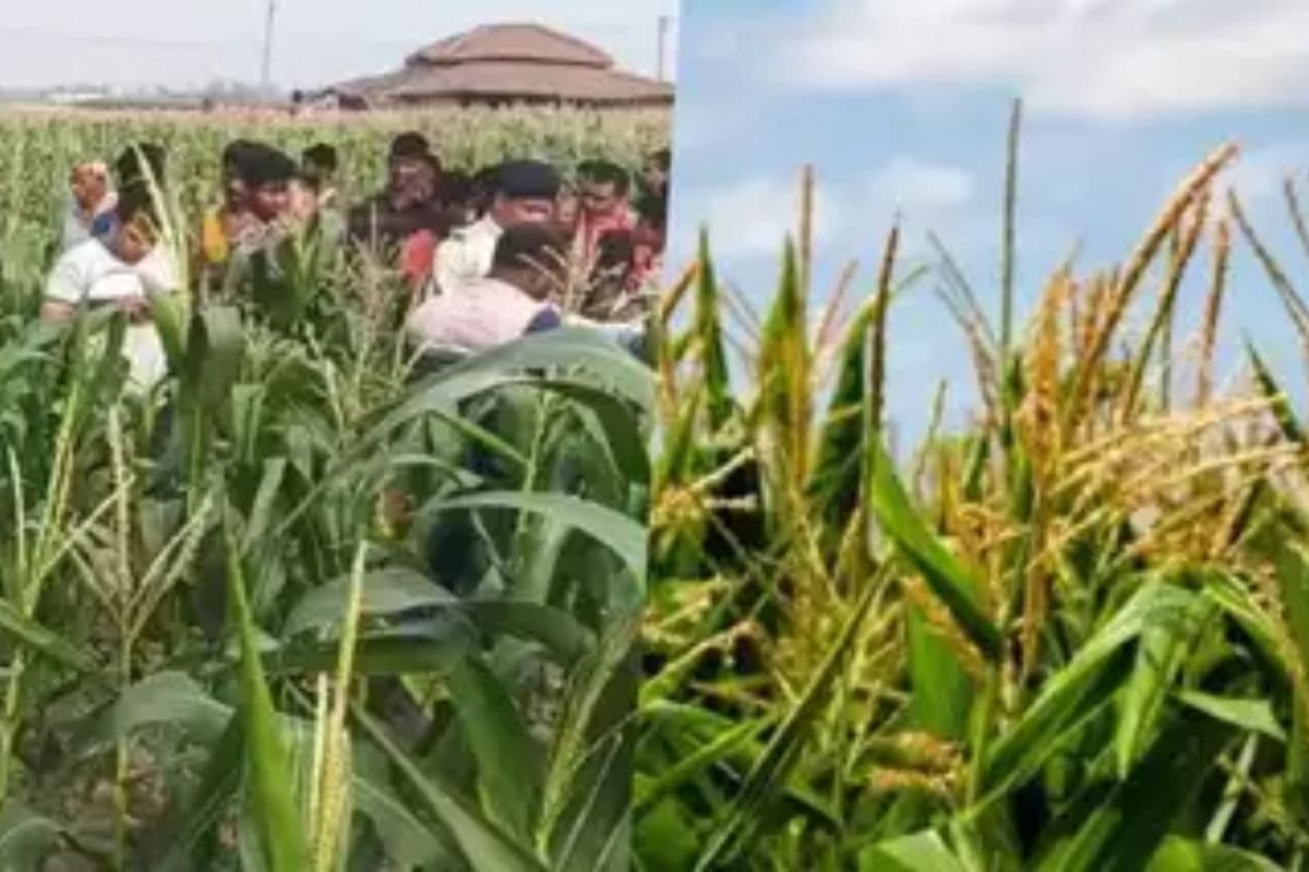 मक्के के खेत में चलता था खतरनाक कारोबार, ग्राहक बन बिहार पुलिस ने किया बड़ा खुलासा