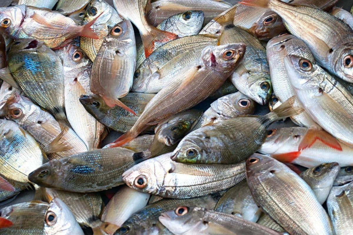 बिहार का ये शहर बना मछली उत्पादन का हब, अब राज्यभर में हो रही यहां से सप्लाई