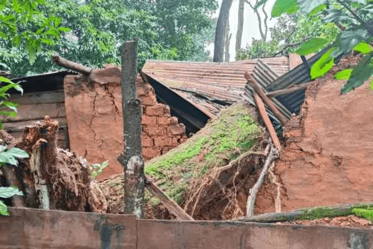 यमराज बनकर आई आंधी! घर में बैठे बुजुर्ग पर गिरा विशाल पेड़, लोगों को नहीं हुई भनक