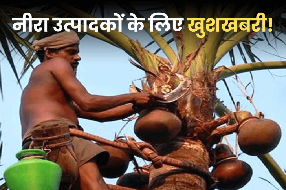 नीरा उत्पादकों के लिए खुशखबरी! अब पेड़ मालिक के साथ पासी को भी मिलेगा पैसा