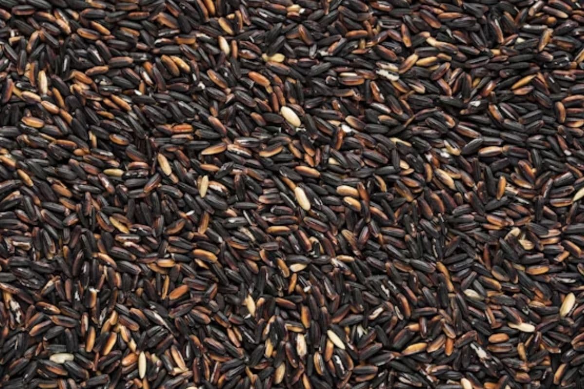 Black Rice Benefits: ब्लैक राइस खाने के जबरदस्त स्वास्थ्य लाभ, इसका सेवन रखेगा फिट और हेल्दी