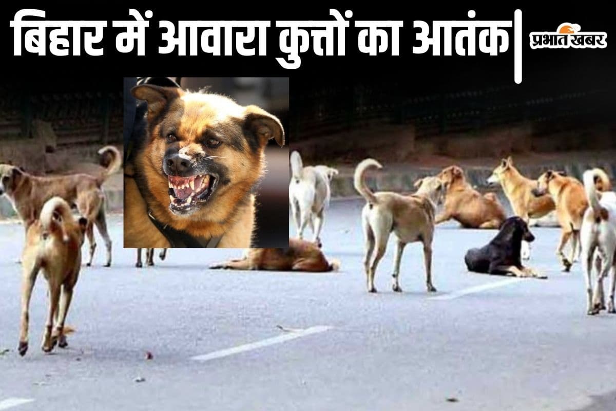 बिहार में मासूमों की जान ले रहे आवारा कुत्ते, पटना समेत अन्य जिलों में सैकड़ों लोगों को रोज बना रहे शिकार