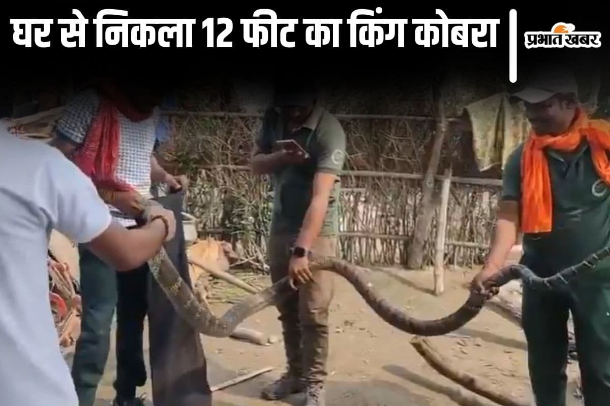 Video: बिहार में घर में छिपा था 12 फीट लंबा किंग कोबरा, देखिए विशालकाय सांप कैसे निकला