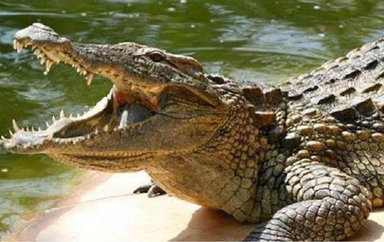 वाल्मीकि नगर: घर के आंगन में अचानक पहुंचा सात फीट का मगरमच्छ, देखते ही मची भगदड़