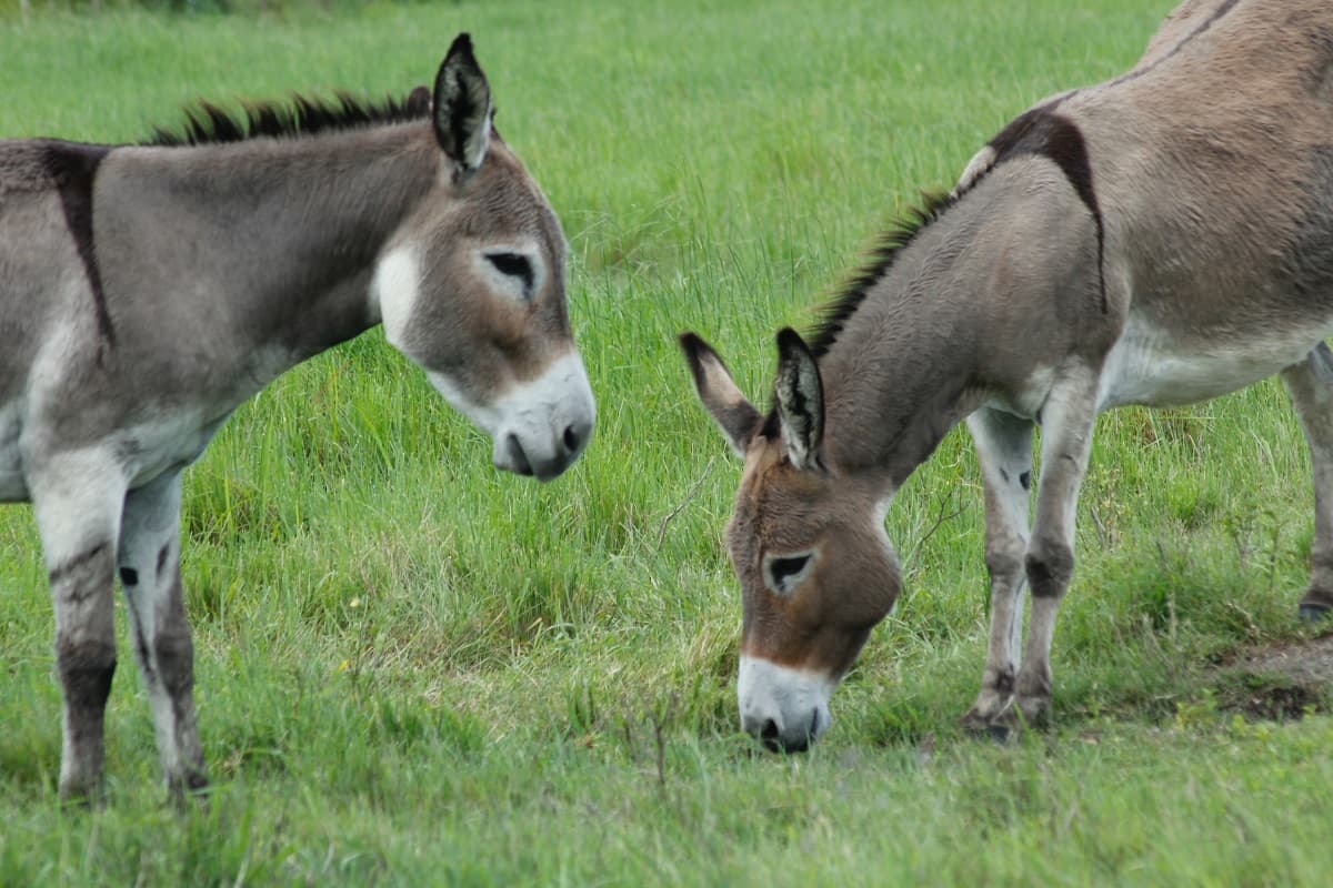 Donkeys in Bihar: बिहार में गदहों की संख्या हुई कम, लोगों में घटा कुत्ते पालने का शौक