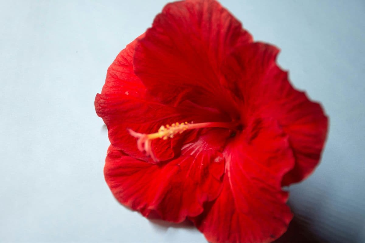 Hibiscus Health Benefits: इस फूल में छुपे हैं सेहत को हैरान कर देने वाले फायदे