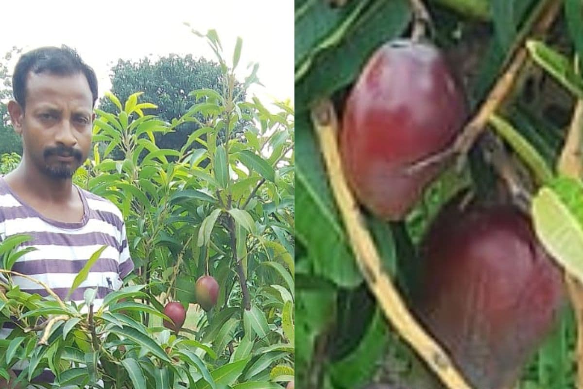 Japanese Miyazaki Mango: झारखंड में ढाई लाख रुपए किलोवाले आम की हो रही खेती, क्यों है इतना महंगा?