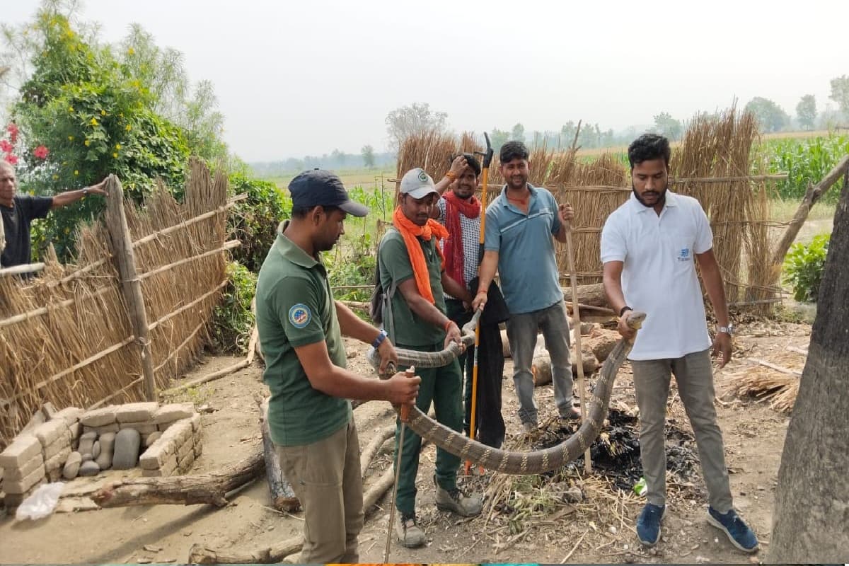 KING COBRA RESCUE IN BAGAHA: आंगन में फन उठाए बैठा था दुनिया का ये सबसे जहरीला सांप