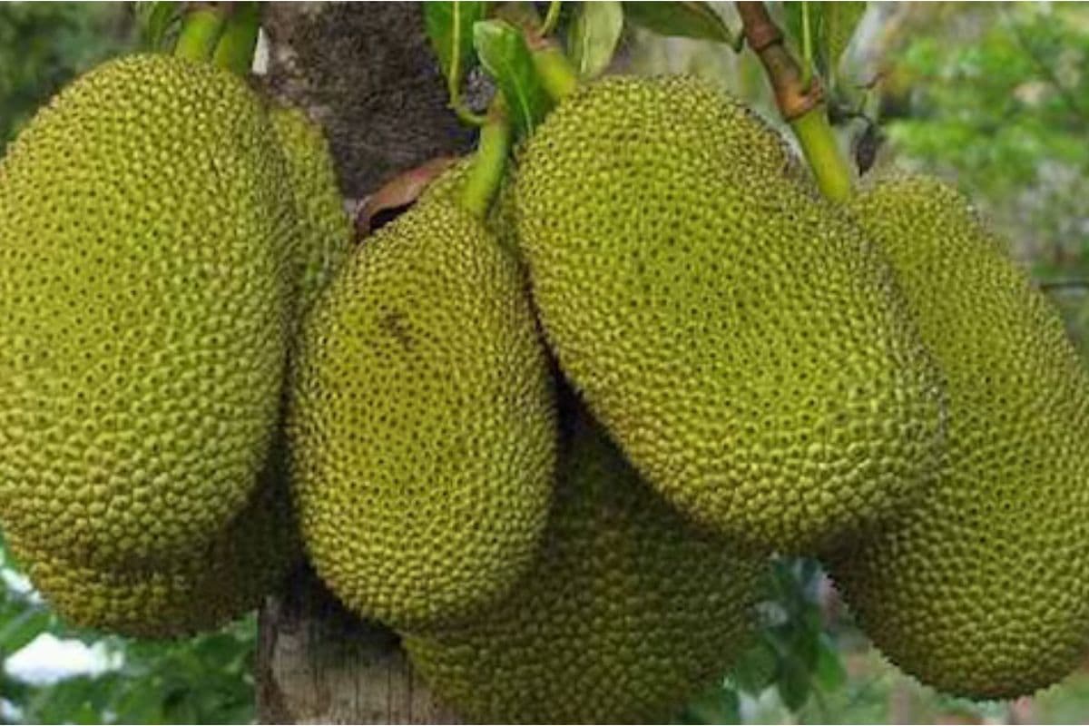 Kathal ki Sabzi Recipe: ऐसे बनायें कटहल की मसालेदार सब्जी,हर कोई चाटता रह जाएगा उंगली