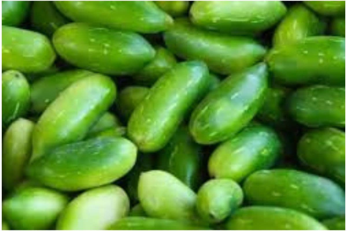 Kundru For Weight Loss: अगर आप भी करना चाहते हैं वजन कम,तो खाना शुरु कर दें कुंदरू की सब्जी