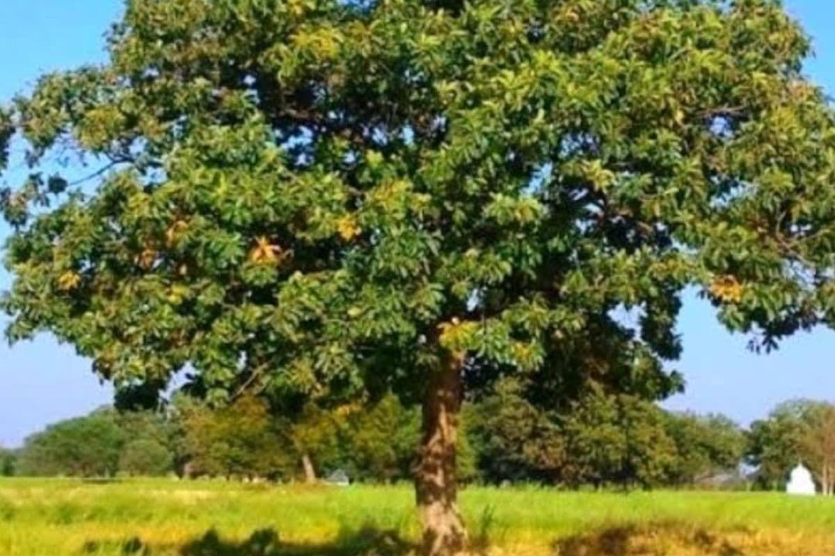 Heritage Trees: बिहार के 14 पेड़ पहली बार बनेंगे विरासत वृक्ष, 4 जिलों में मिले 70 से 500 वर्ष तक के पुराने पेड़