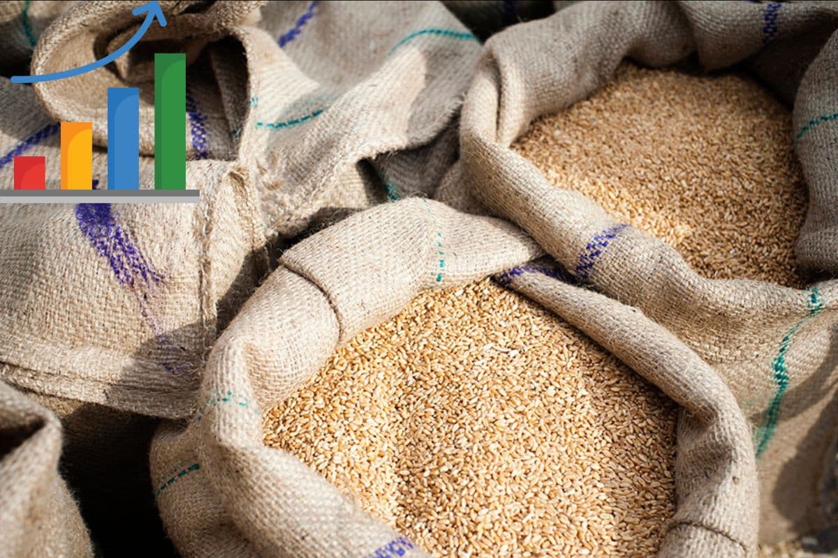 मंडी भाव: गेहूं के रेट में उतार चढ़ाव जारी, जानिए 17 अप्रैल का ताजा भाव